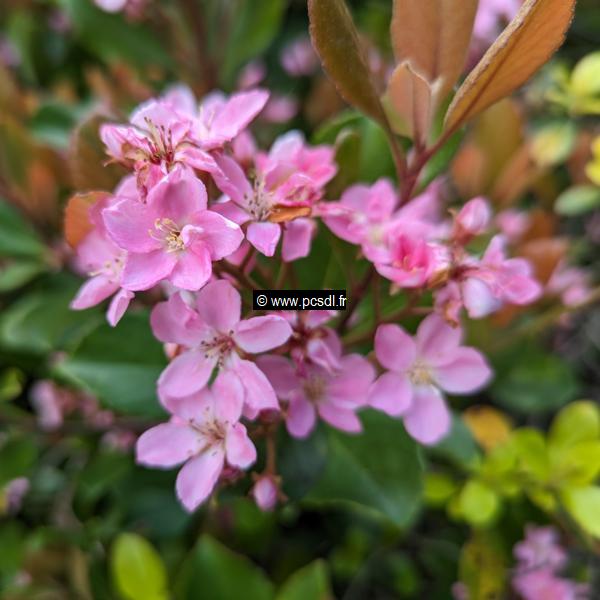 Rhaphiolepis Springtime (1)