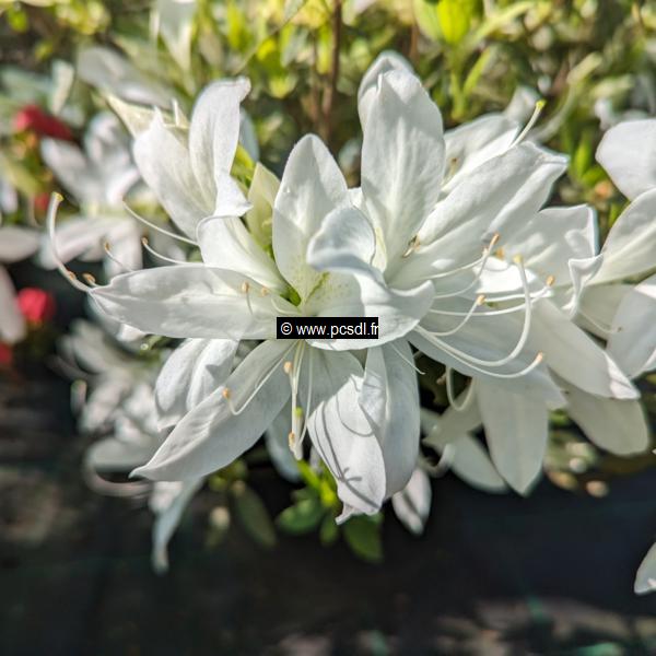 Rhododendron Koromo Shikibu White (1)