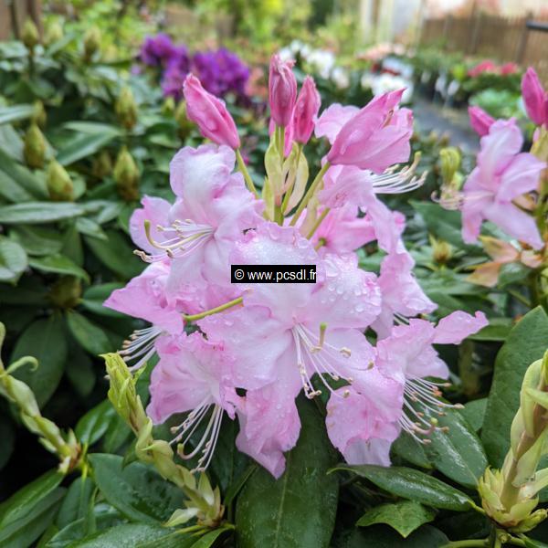 Rhododendron x Mrs Stirling (5)