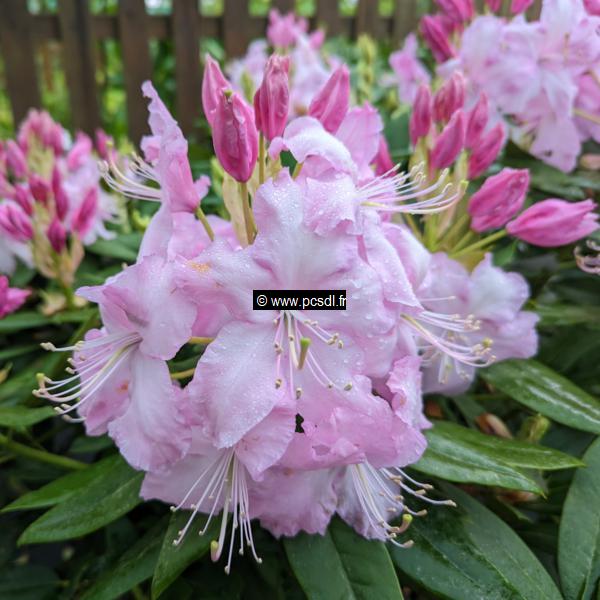 Rhododendron x Mrs Stirling (2)