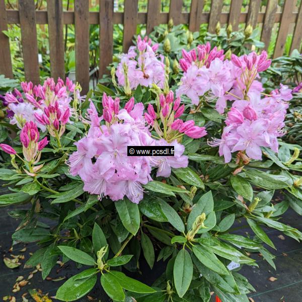 Rhododendron x Mrs Stirling (1)