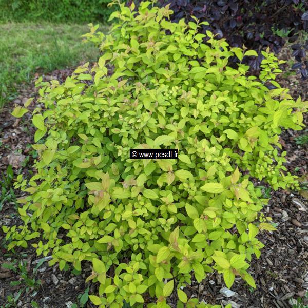 Spiraea japonica Gold Mound