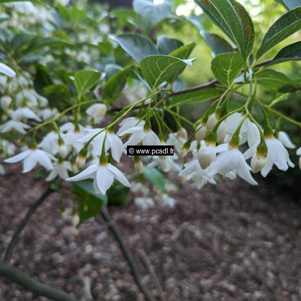 Styrax japonicus Emerald Pagoda (1)