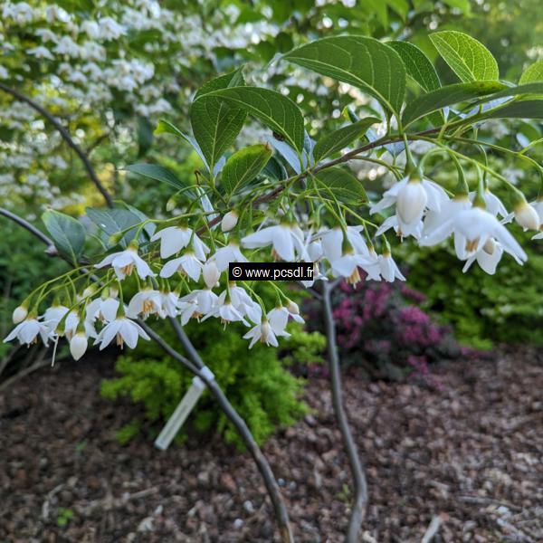 Styrax japonicus Emerald Pagoda (5)