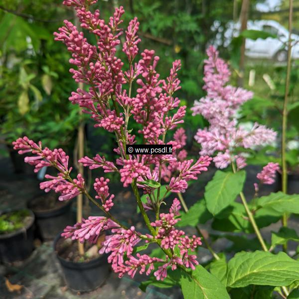 Syringa Pinktini (3)