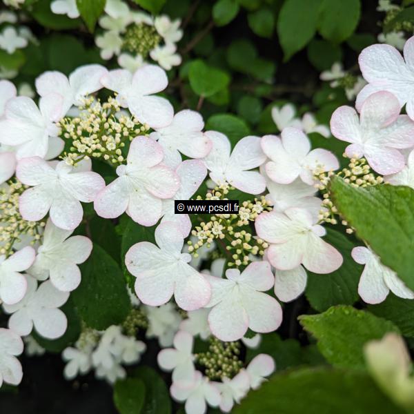 Viburnum plicatum Pinkawai (4)