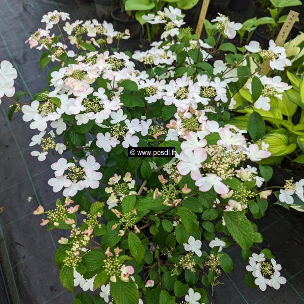 Viburnum plicatum Pinkawai (1)