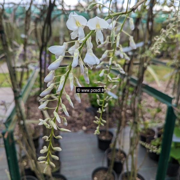 Wisteria floribunda Snow Showers