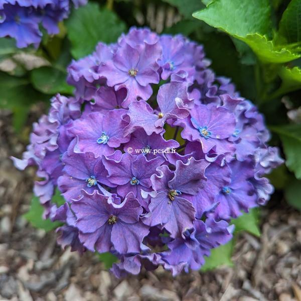 Hydrangea macrophylla Curly Sparkle