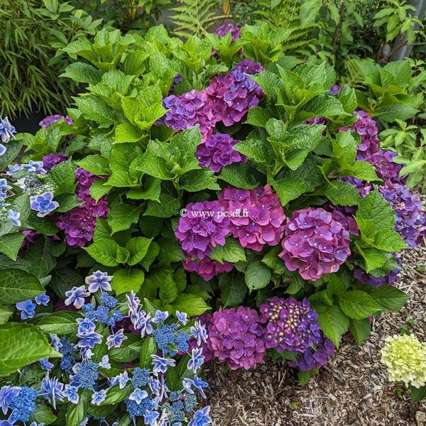 Hydrangea macrophylla Fireworks (1)