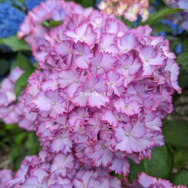 Hydrangea macrophylla Julia