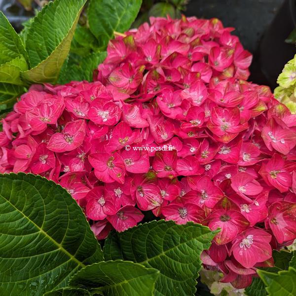 Hydrangea macrophylla Rosso Glory (2)
