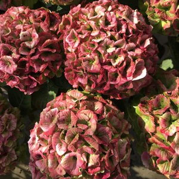 Hydrangea macrophylla Vibrant Verde