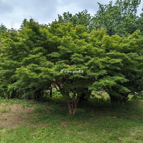 Acer palmatum Linearilobum (2)