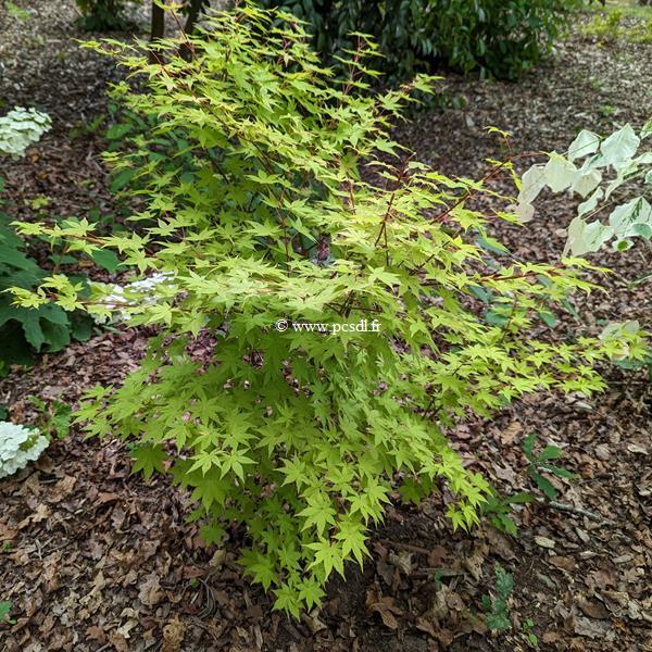 Acer palmatum Summer Gold