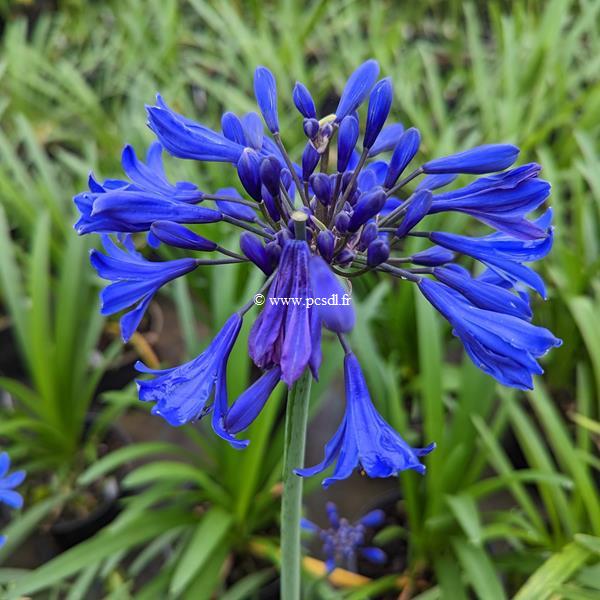 Agapanthus Starry Night (3)
