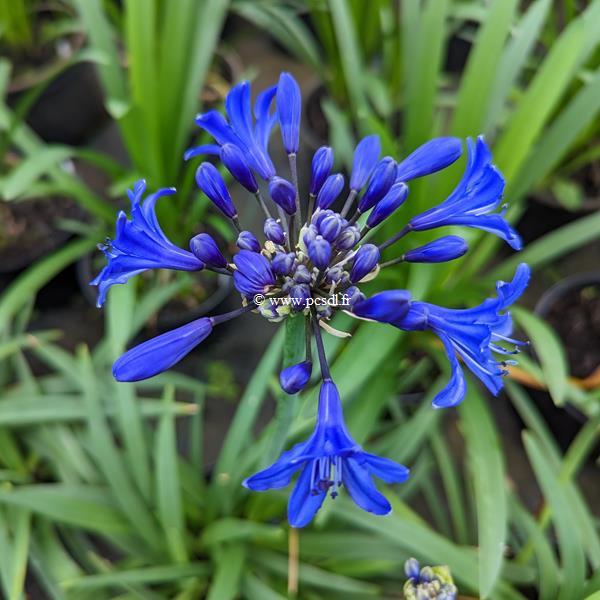 Agapanthus Starry Night (4)