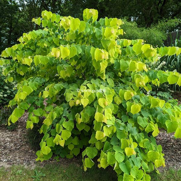 Cercis canadensis Hearts of Gold