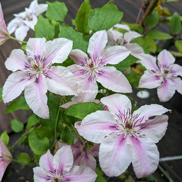 Clematis Pink Fantasy (1)