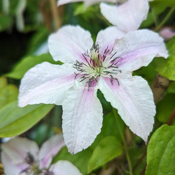 Clematis Pink Fantasy (2)