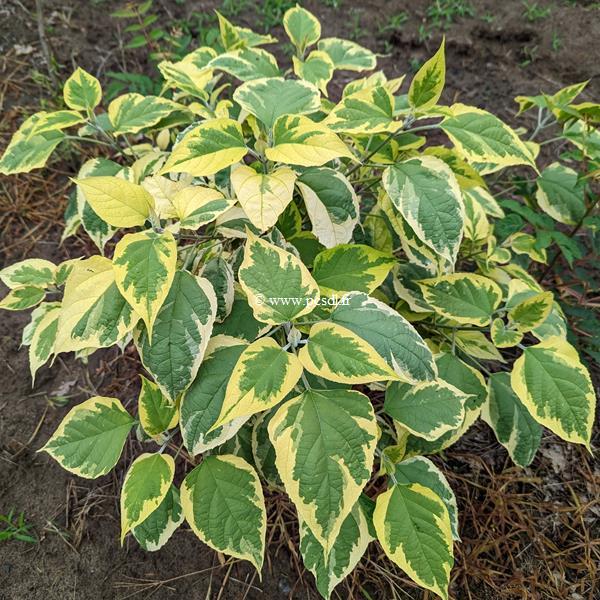 Clerodendrum trichotomum Carnival