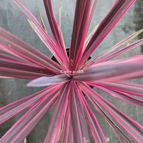 Cordyline Paso Doble