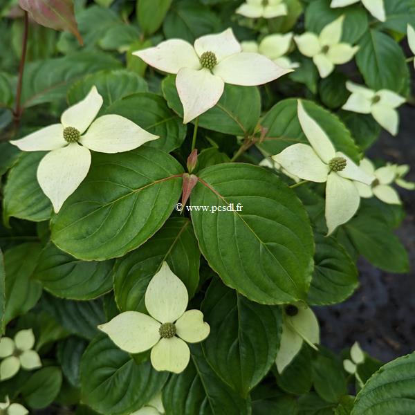 Cornus Blooming White Tetra (2)