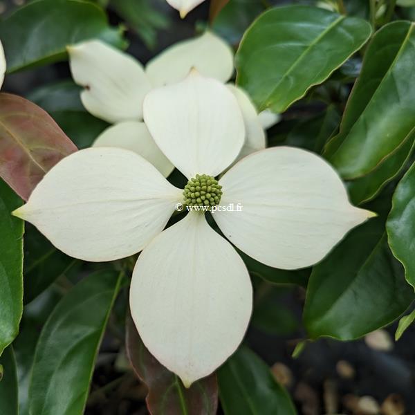 Cornus Summer Glossy (1)