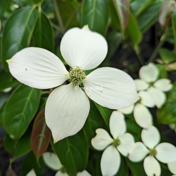 Cornus Summer Glossy (2)