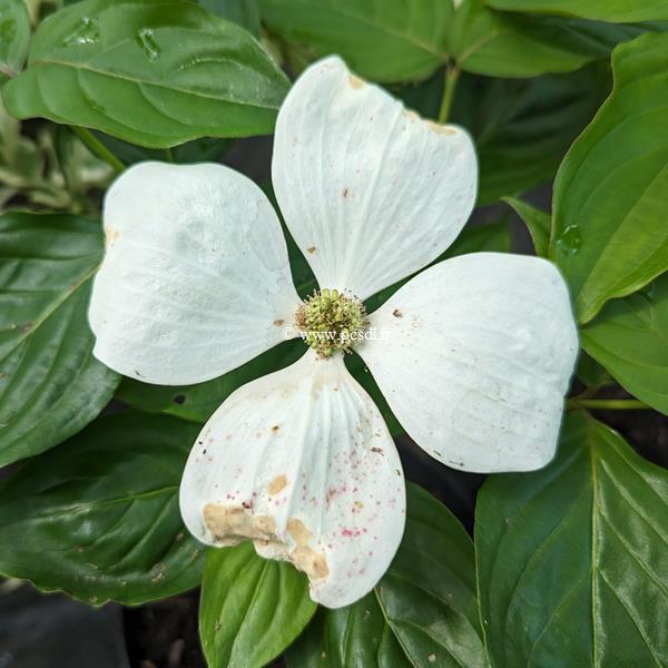 Cornus Vulcan (1)