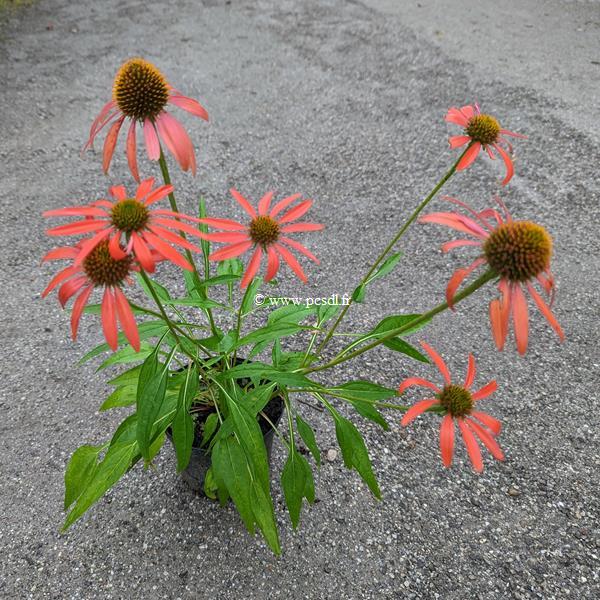 Echinacea Cheyenne Spirit (1)