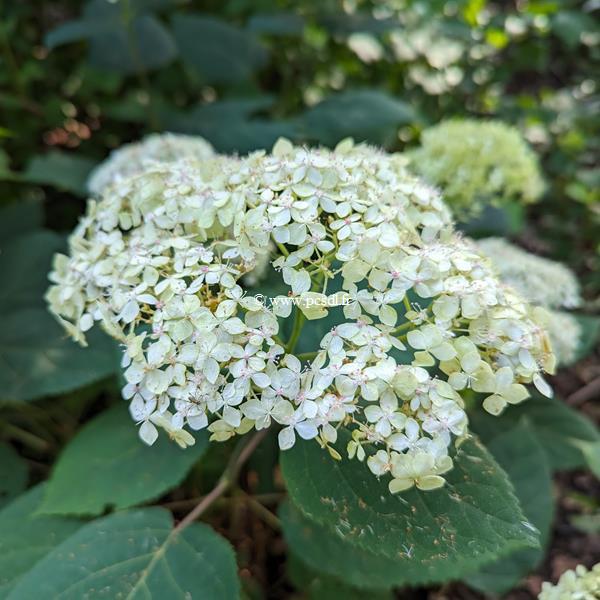 Hydrangea arborescens Lime Rickey (1)