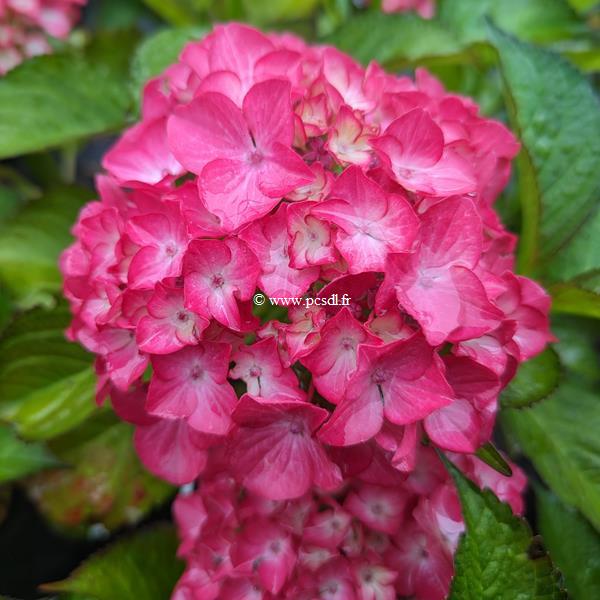 Hydrangea macrophylla (black diamond) Baroque Angel (2)