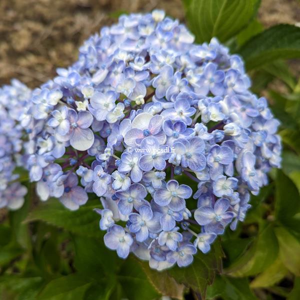 Hydrangea macrophylla Ayesha (2)