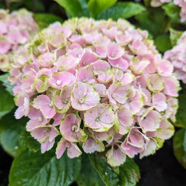 Hydrangea macrophylla Ever Belles Pink (2)