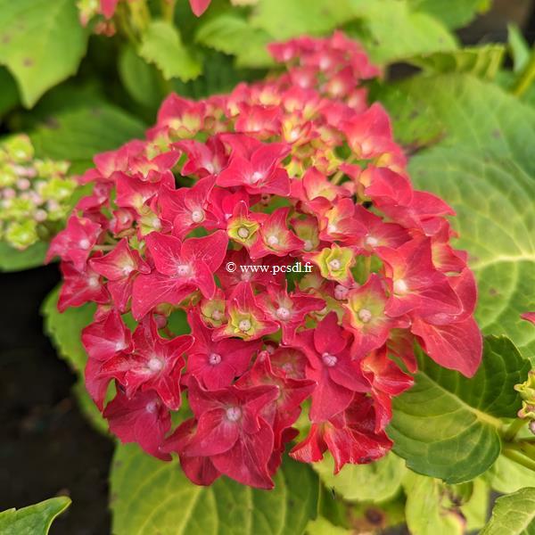 Hydrangea macrophylla Firewings (1)