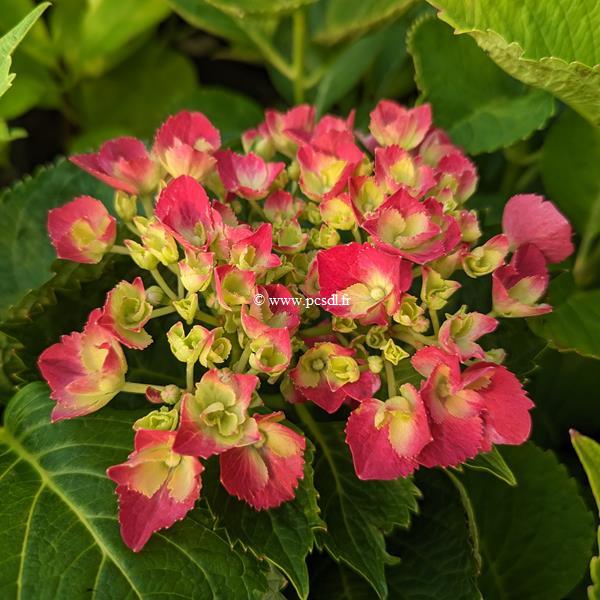 Hydrangea macrophylla Firewings (2)