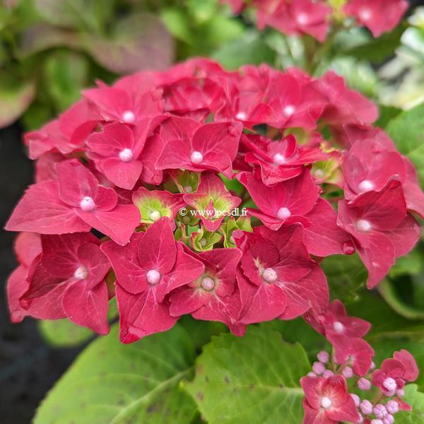 Hydrangea macrophylla Firewings (5)