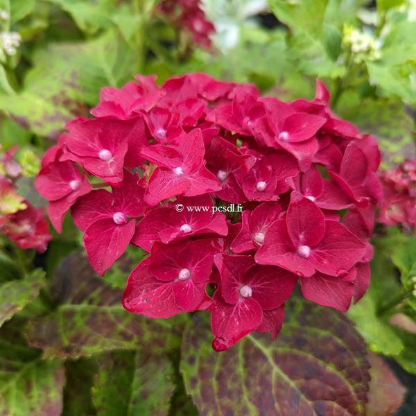 Hydrangea macrophylla Firewings (6)