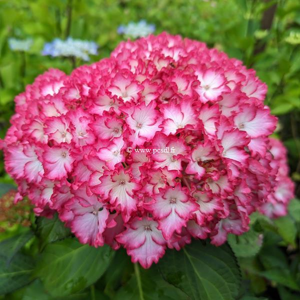 Hydrangea macrophylla Julia (3)