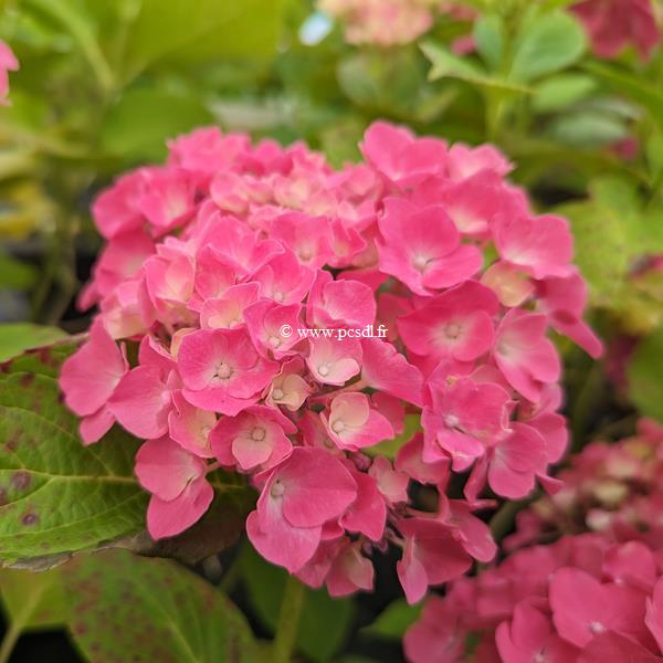 Hydrangea macrophylla Magical Sapphire (5)