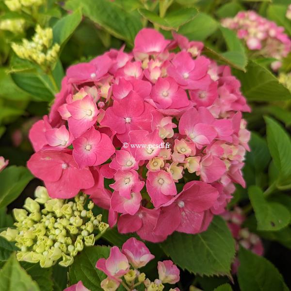 Hydrangea macrophylla Magical Sapphire (2)