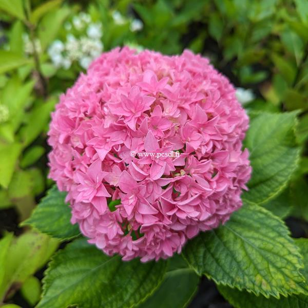 Hydrangea macrophylla Perfection (1)