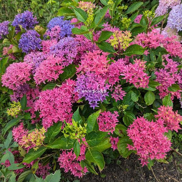 Hydrangea macrophylla Princess Diana (2)