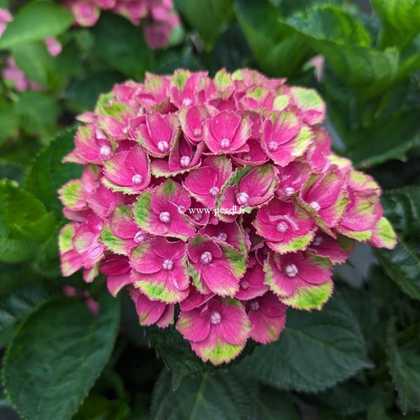 Hydrangea macrophylla Red Amethyst (3)