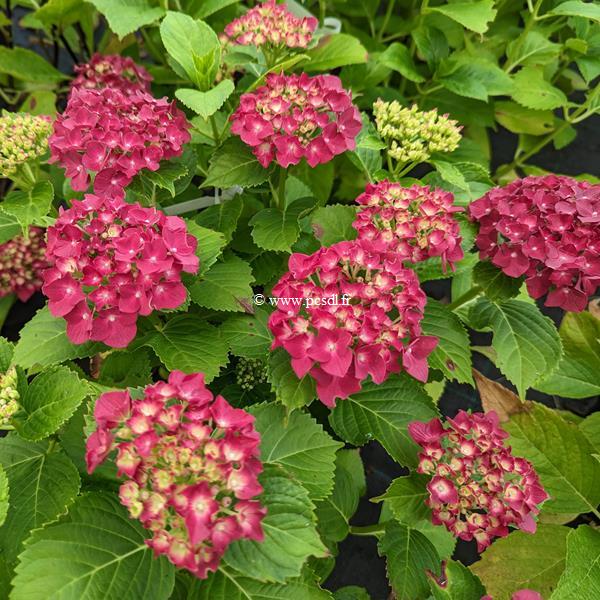 Hydrangea macrophylla Red Reggae (2)