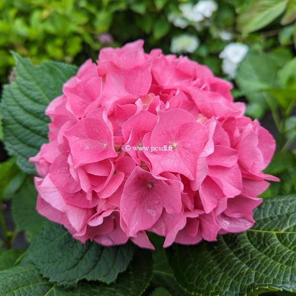 Hydrangea macrophylla Sweet Cupcake (2)