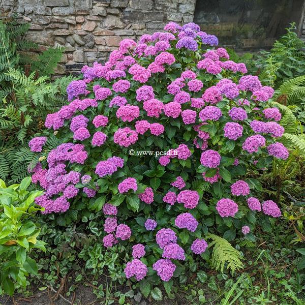 Hydrangea macrophylla Together (2)