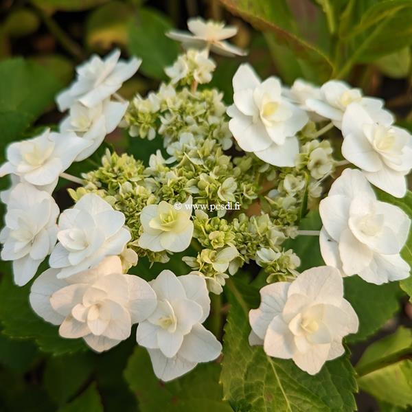 Hydrangea heaven: An ode to a great shrub | The Impatient Gardener