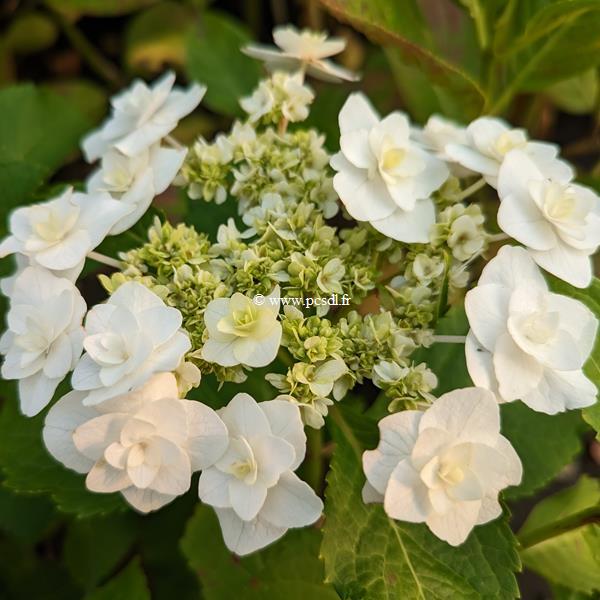 Hydrangea macrophylla Wedding Gown